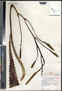 Aloe archeri