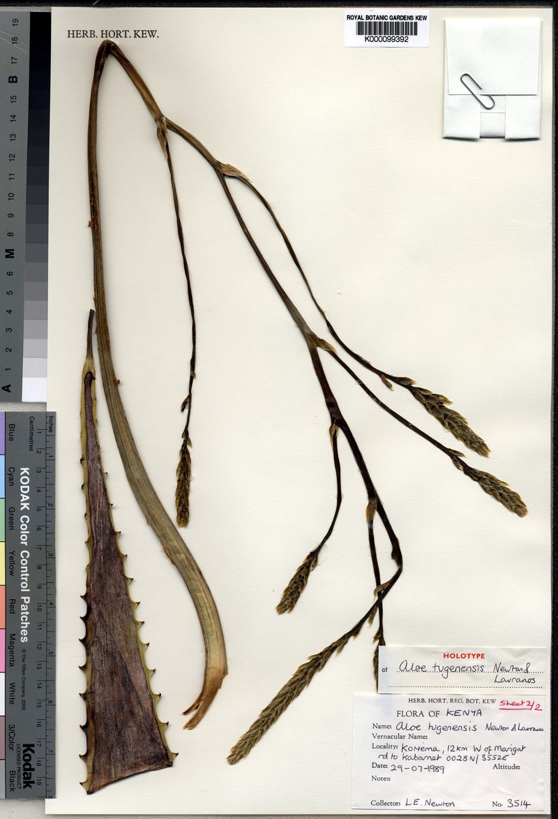 Aloe archeri