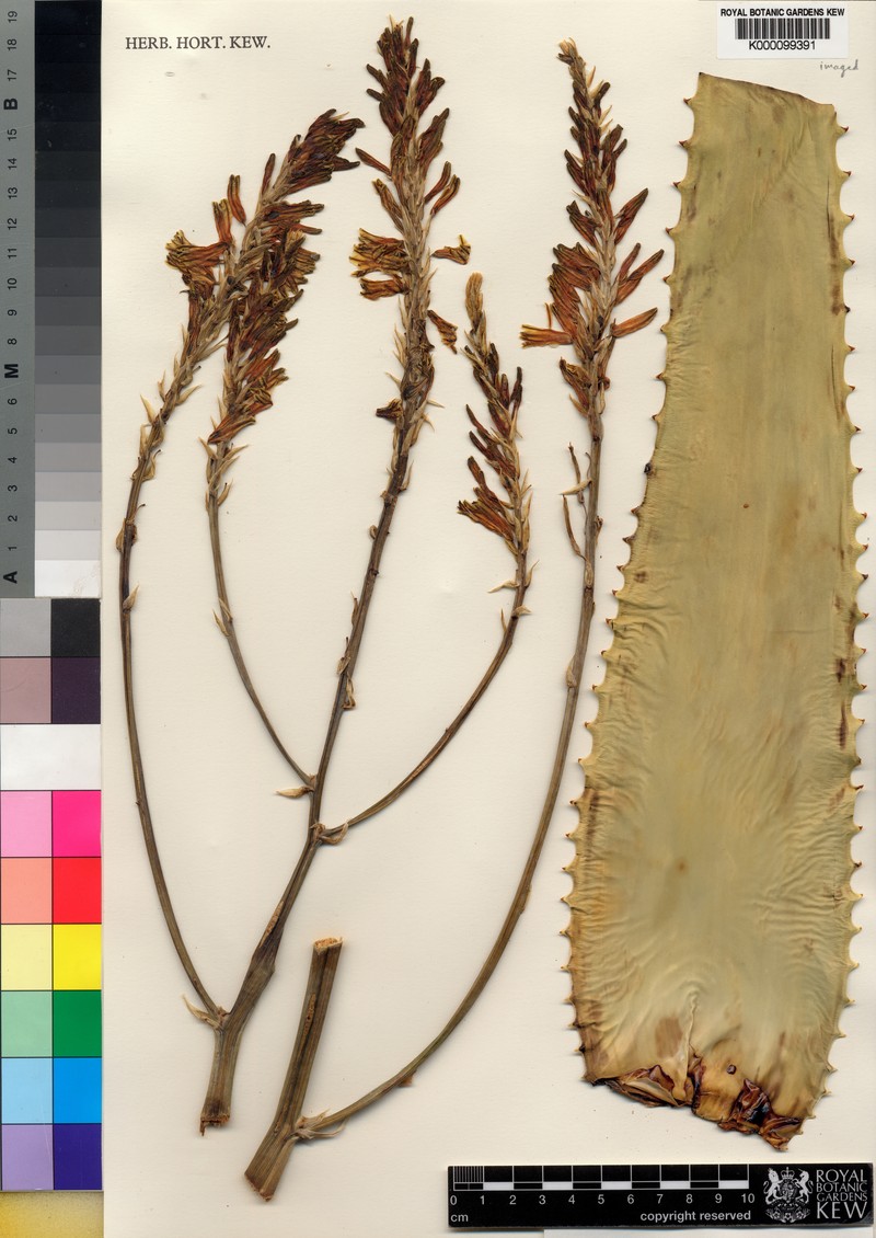 Aloe archeri photo 2