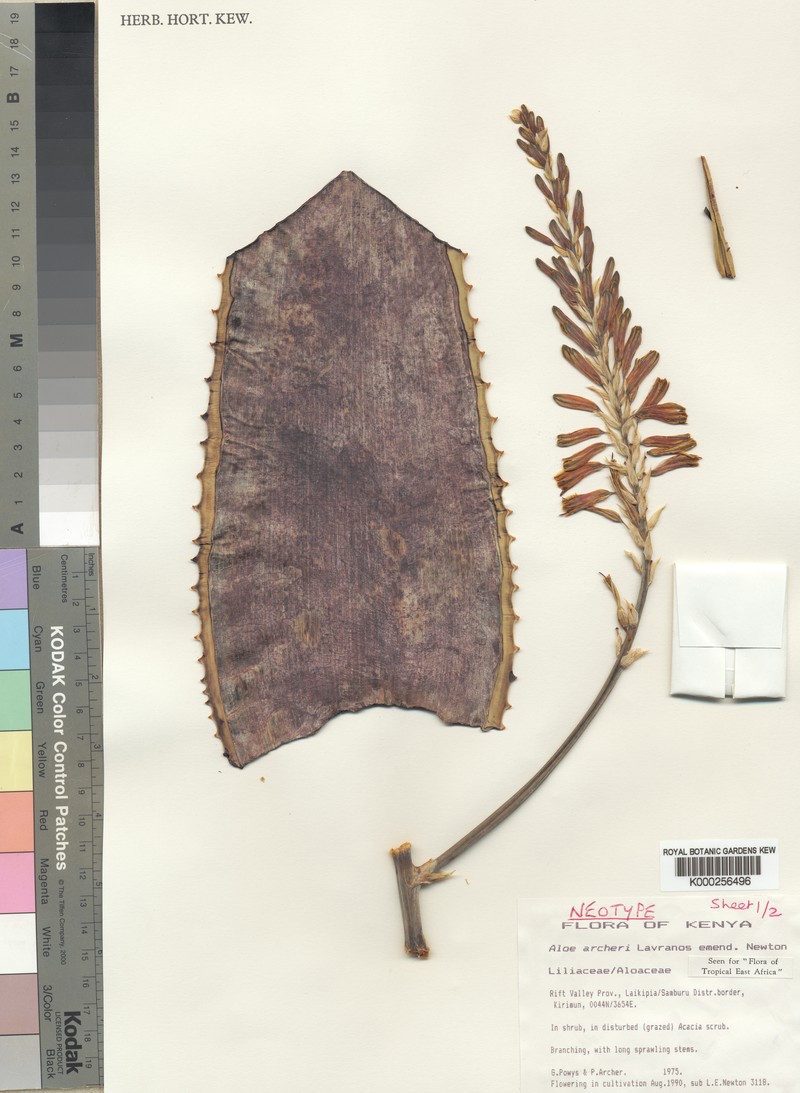 Aloe archeri photo 3