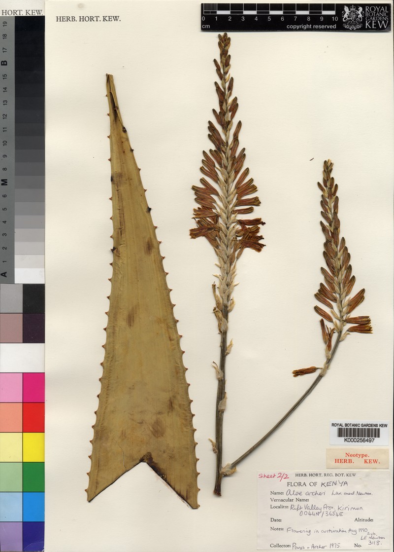 Aloe archeri photo 4