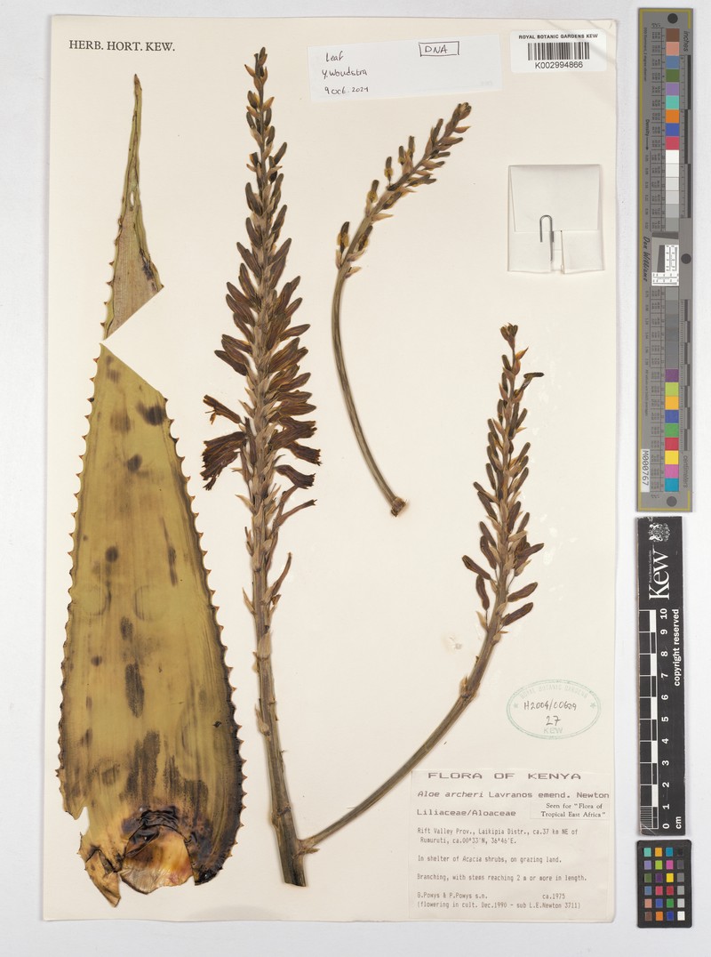 Aloe archeri photo 5