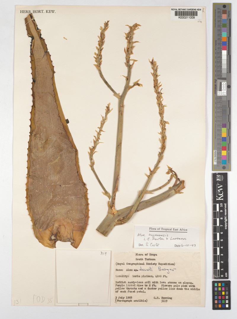 Aloe archeri photo 6