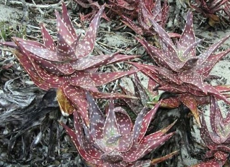 Aloe arenicola