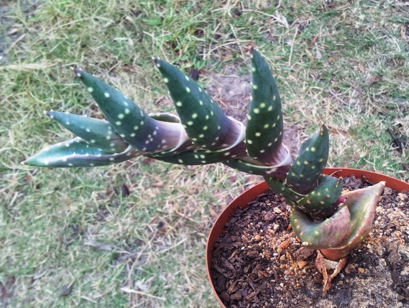Aloe arenicola photo 2