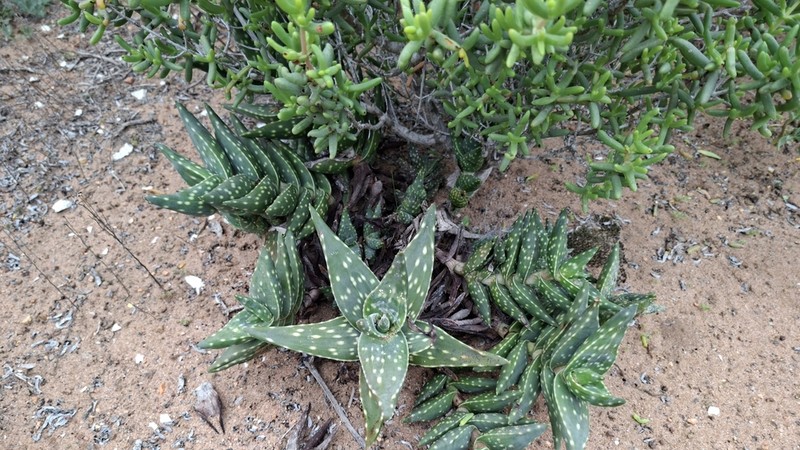 Aloe arenicola photo 3