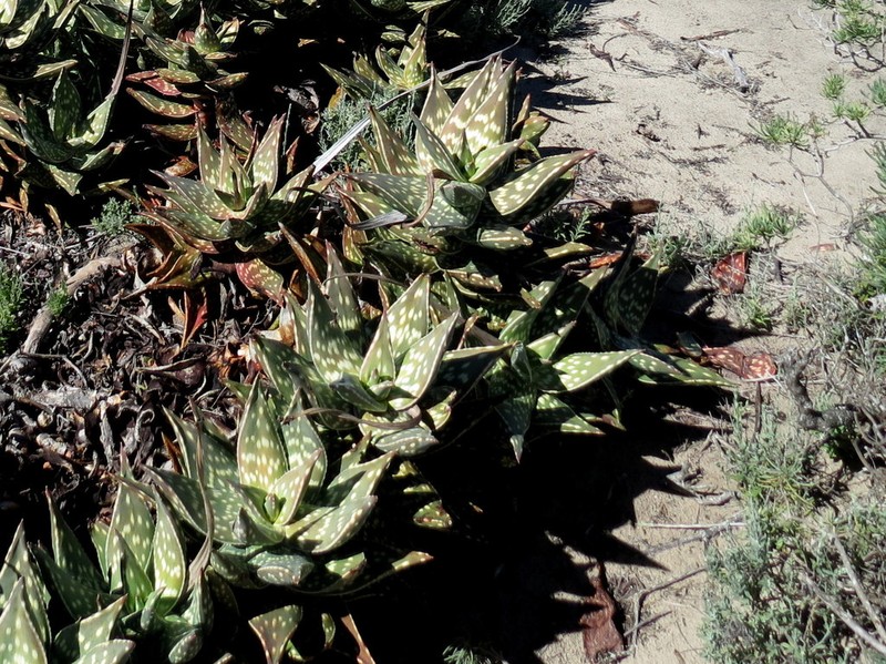 Aloe arenicola photo 4