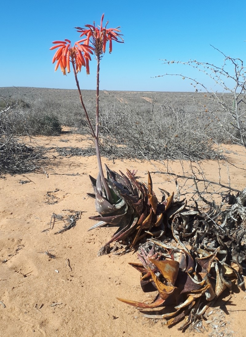 Aloe arenicola photo 5