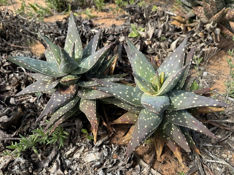 Aloe arenicola photo 6
