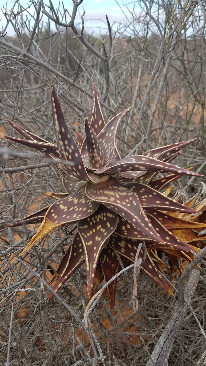 Aloe arenicola photo 7