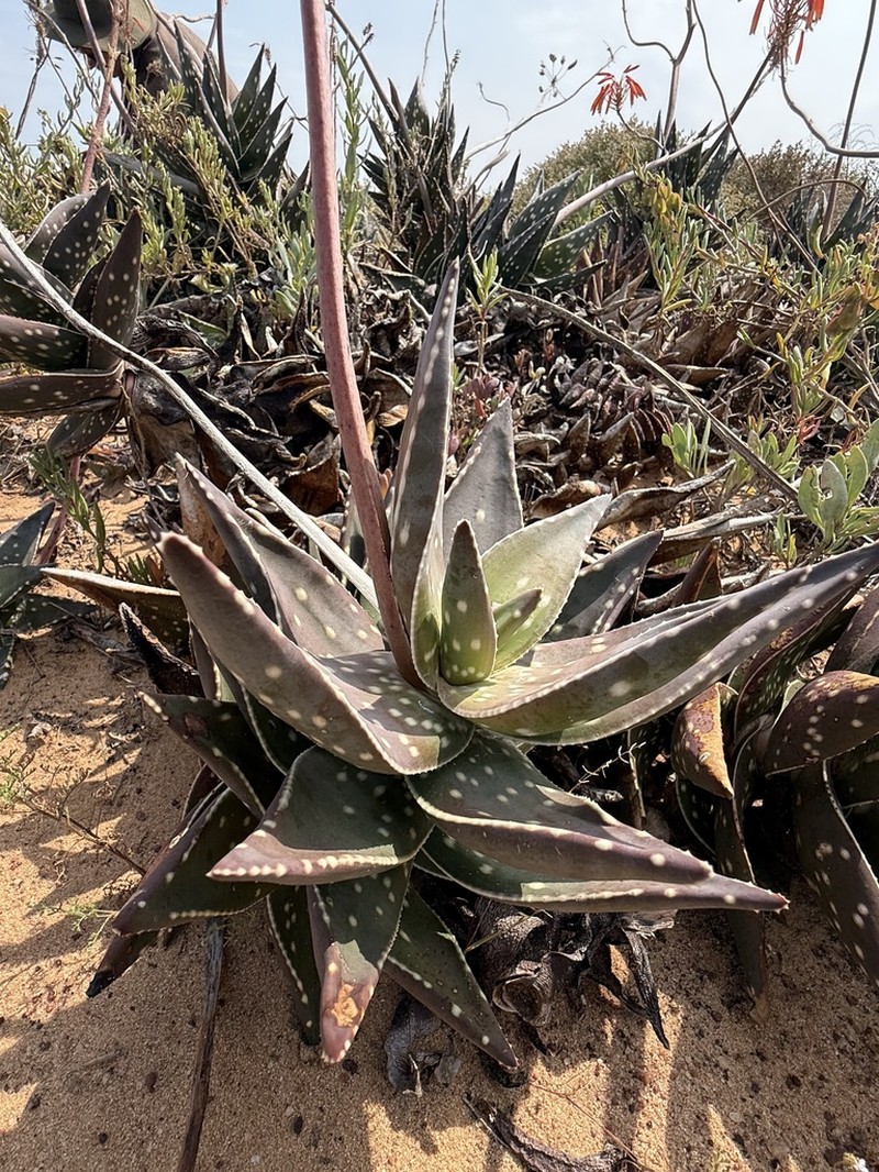 Aloe arenicola photo 8