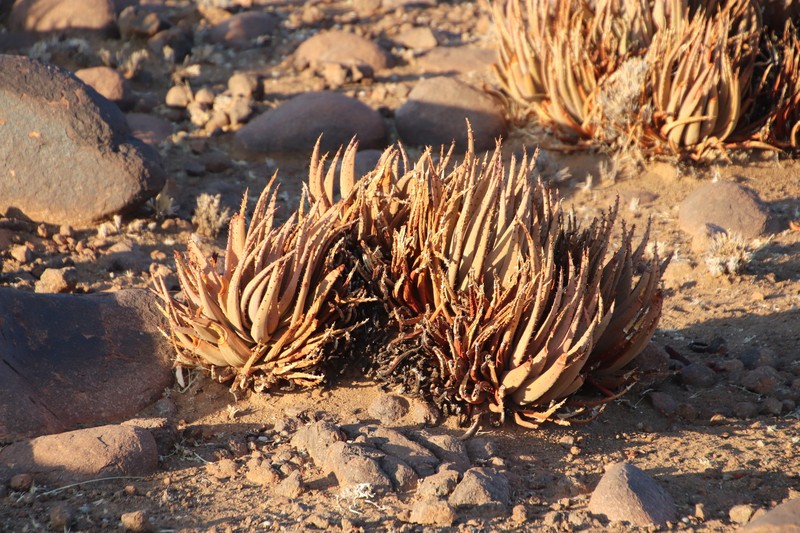 Aloe argenticauda
