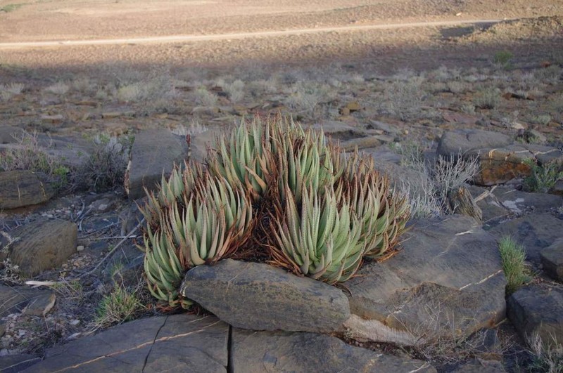 Aloe argenticauda photo 2