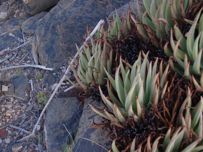 Aloe argenticauda photo 3