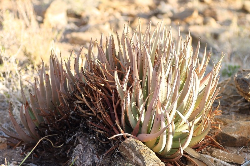 Aloe argenticauda photo 4