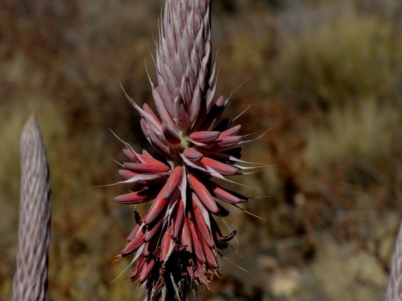 Aloe argenticauda photo 5