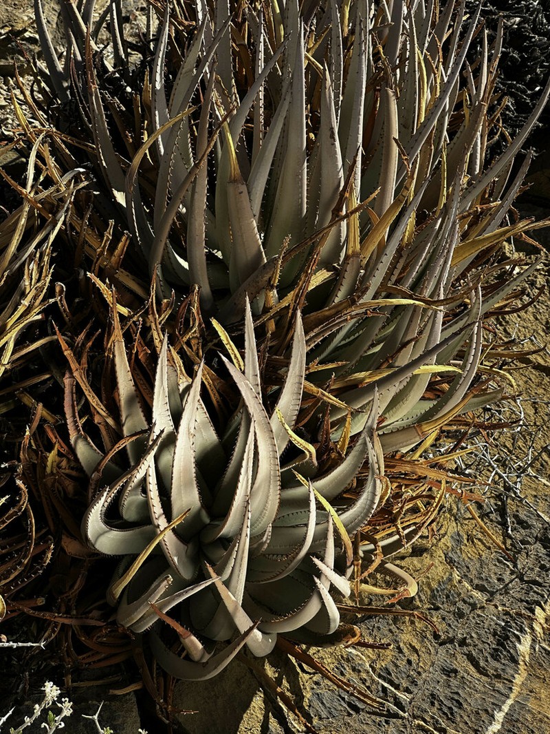 Aloe argenticauda photo 6