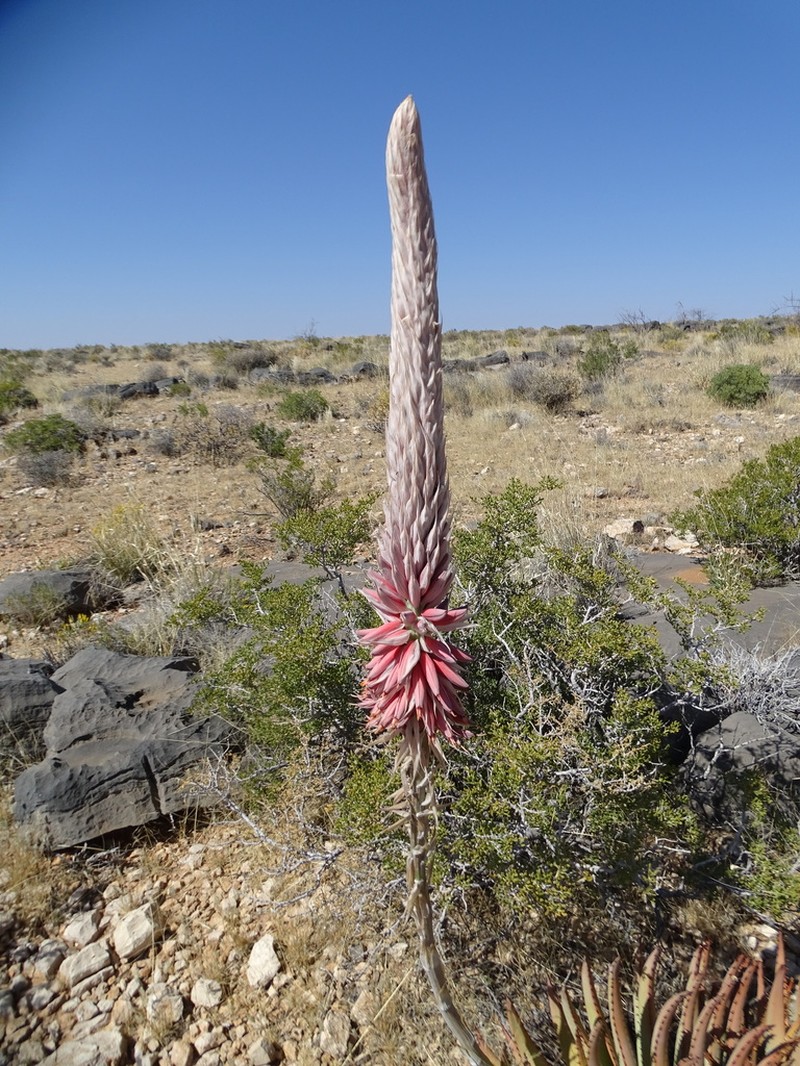 Aloe argenticauda photo 7