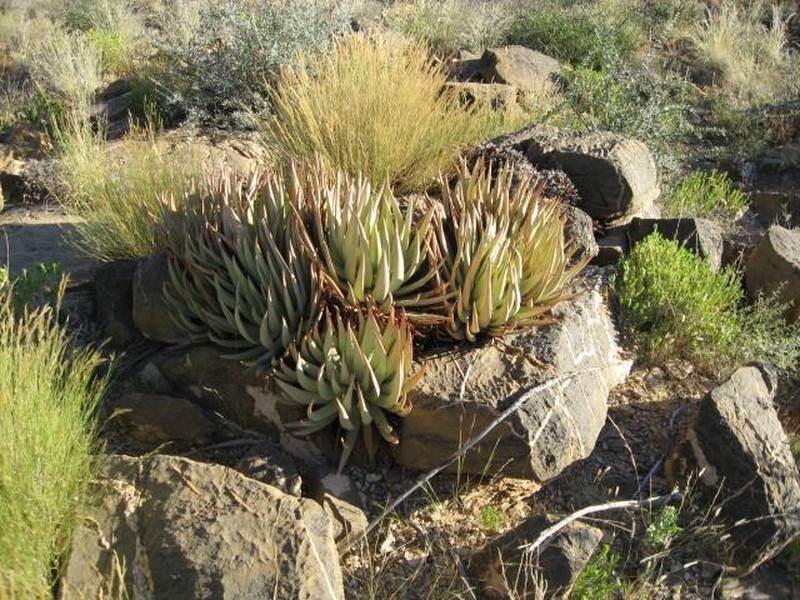 Aloe argenticauda photo 8
