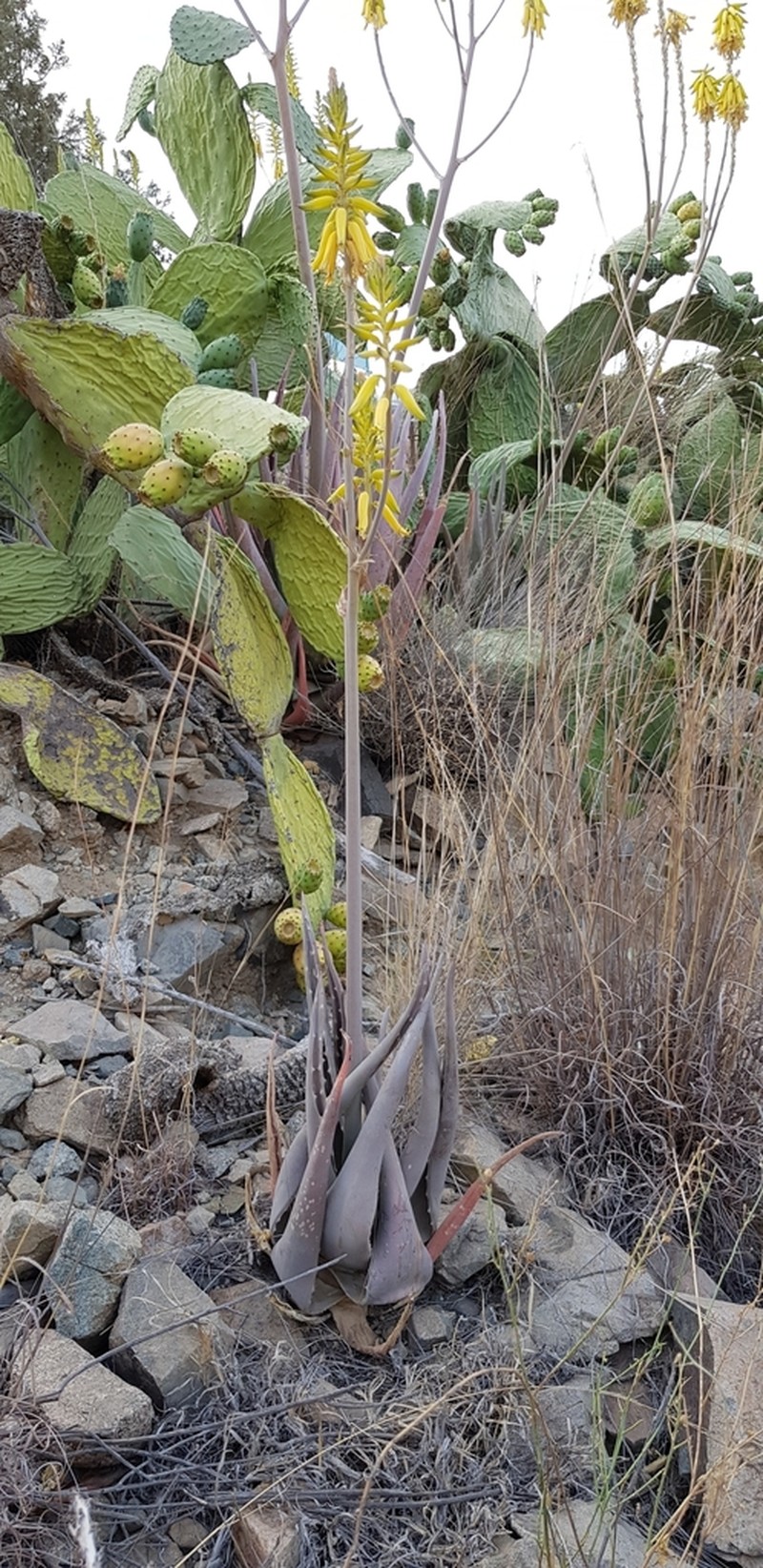 Aloe armatissima