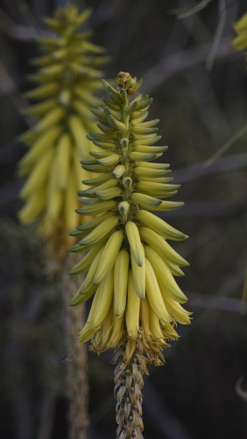 Aloe armatissima photo 2