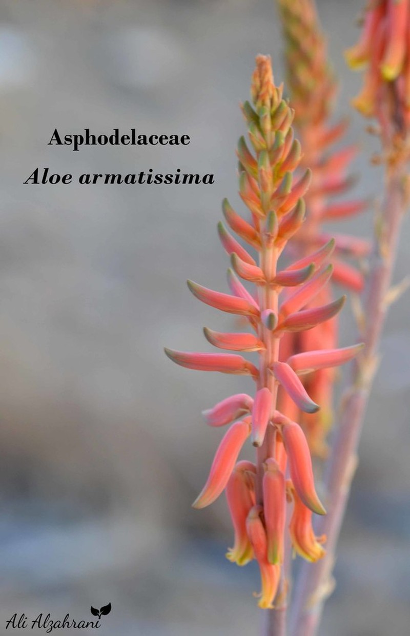 Aloe armatissima photo 3
