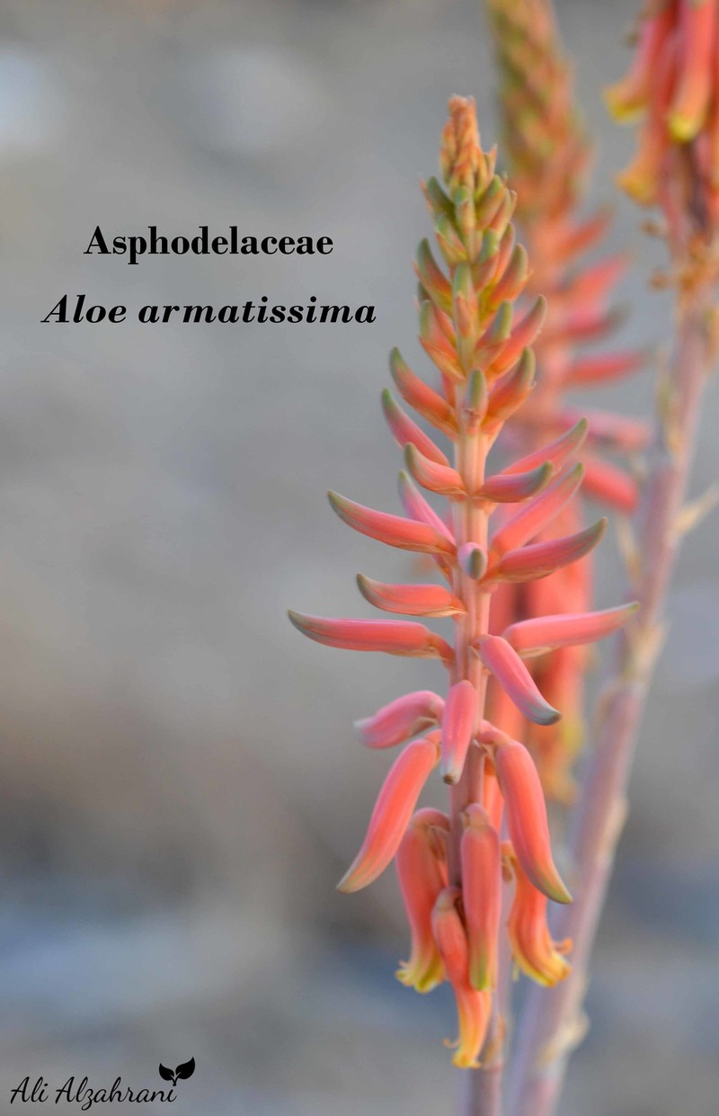 Aloe armatissima photo 4