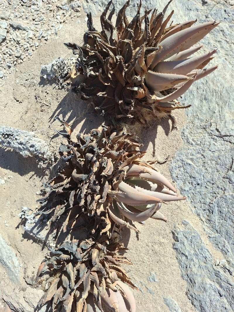 Aloe asperifolia