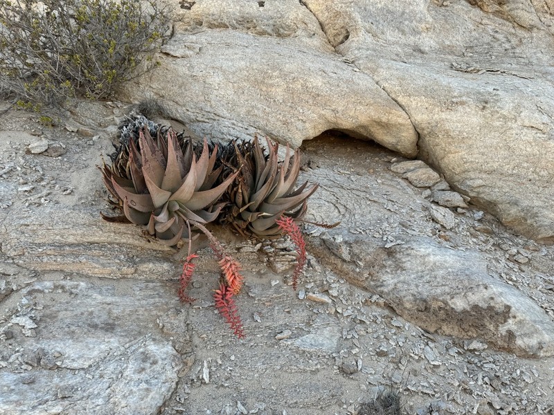 Aloe asperifolia photo 2