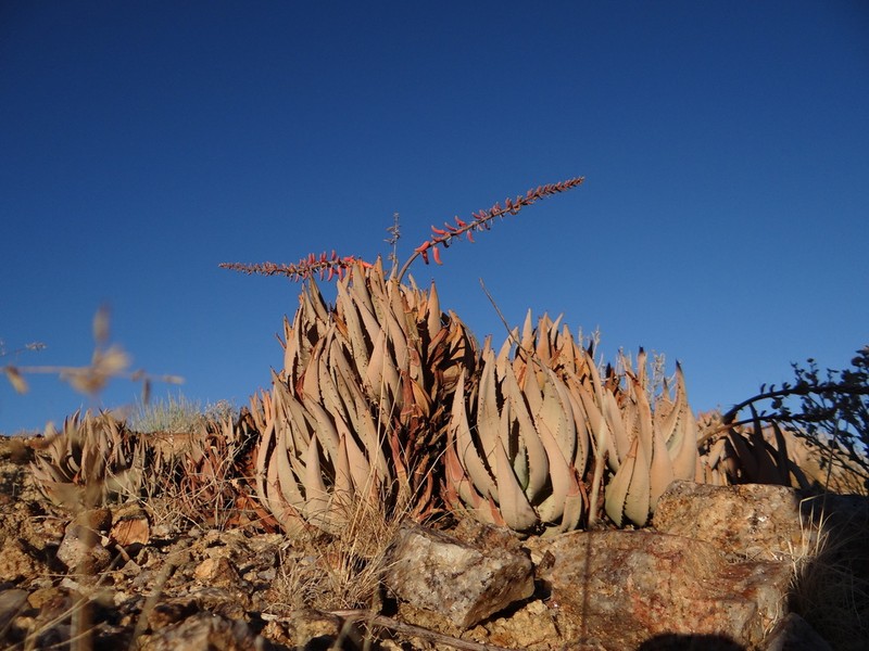Aloe asperifolia photo 3