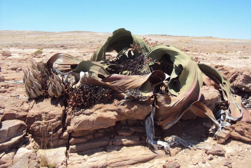 Aloe asperifolia photo 4