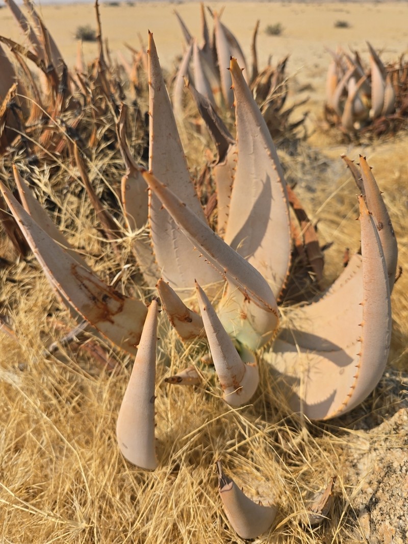 Aloe asperifolia photo 5