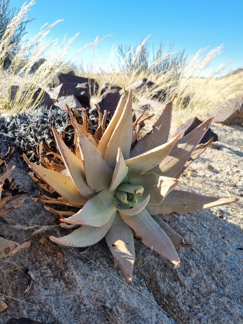 Aloe asperifolia photo 6