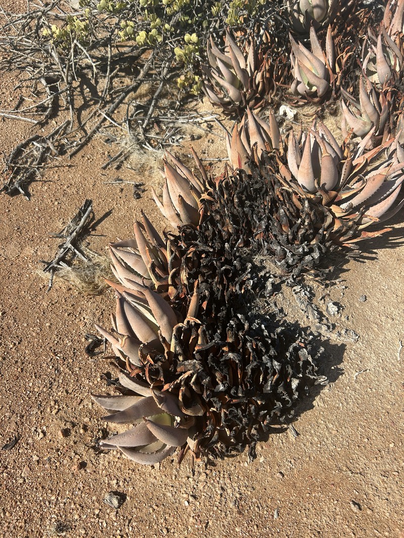 Aloe asperifolia photo 7