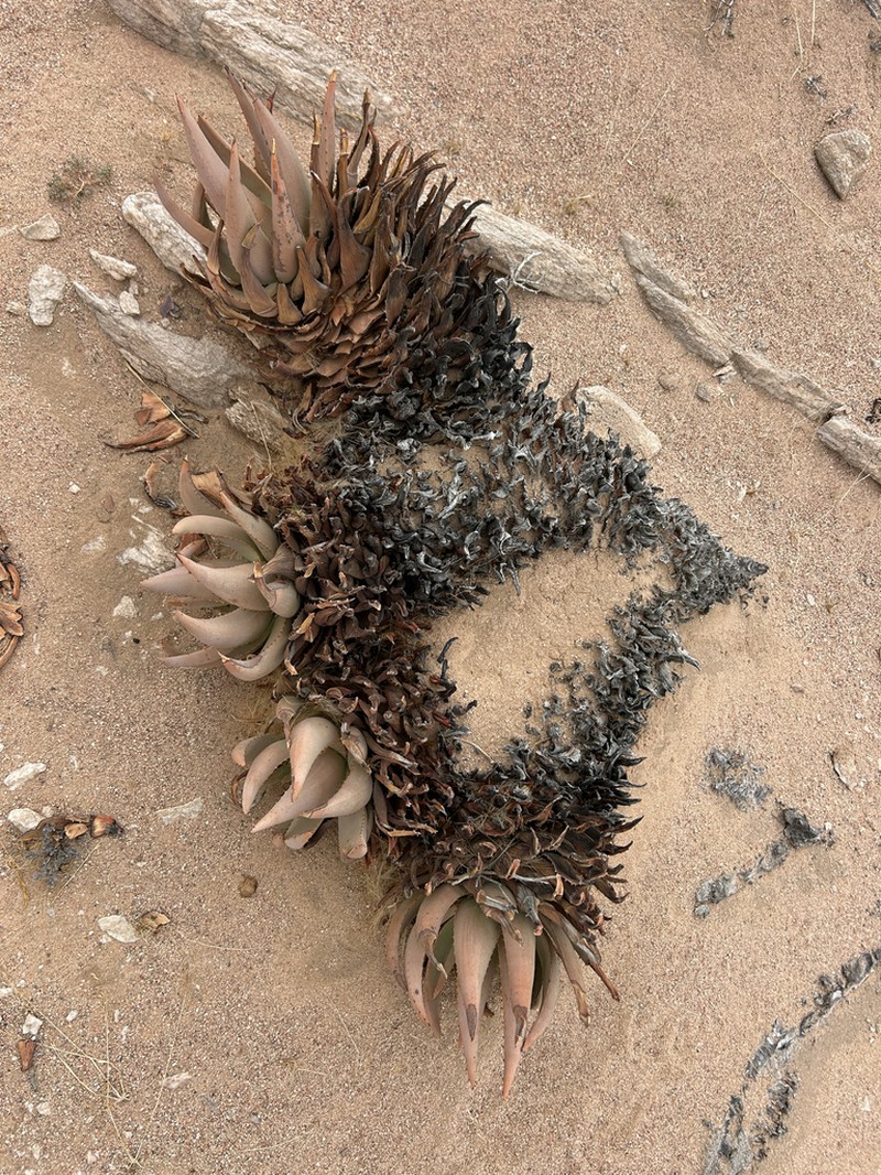 Aloe asperifolia photo 8