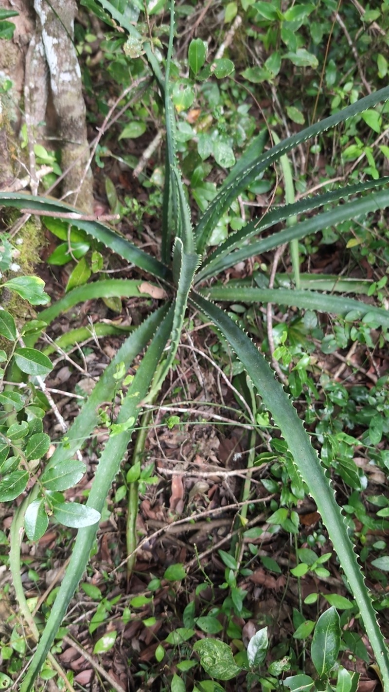 Aloe aurelienii