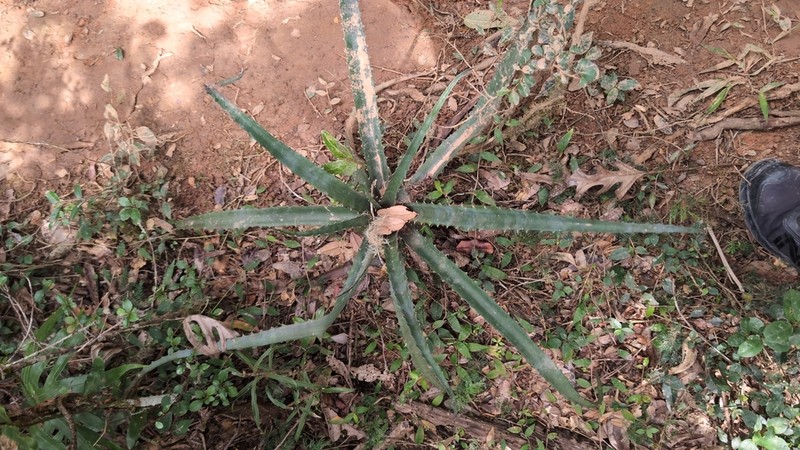 Aloe aurelienii photo 2