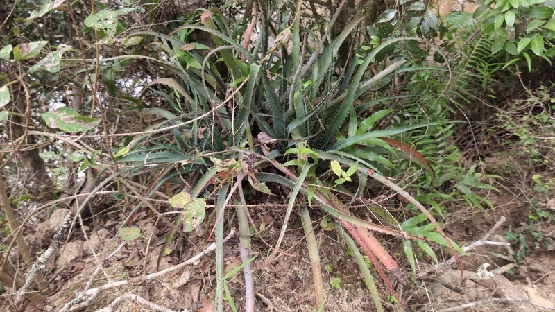 Aloe aurelienii photo 3