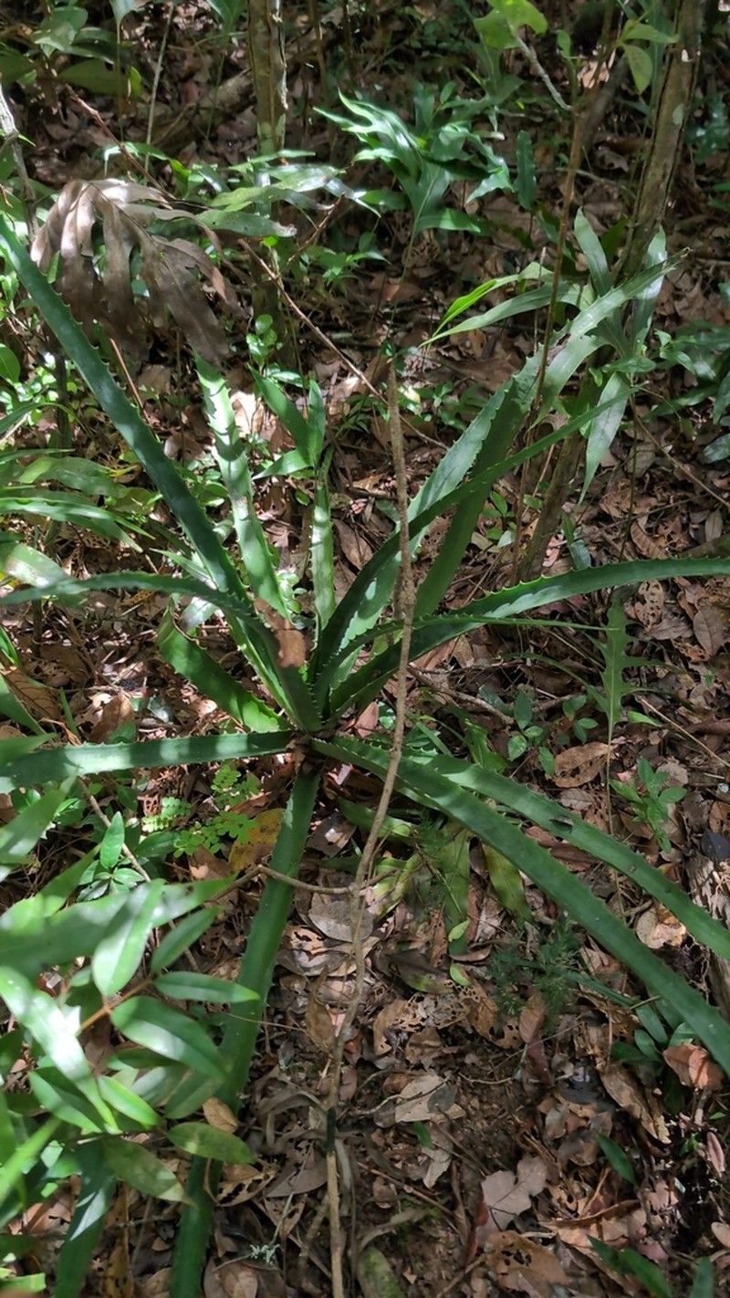 Aloe aurelienii photo 4
