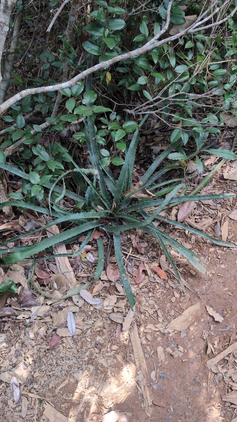 Aloe aurelienii photo 5