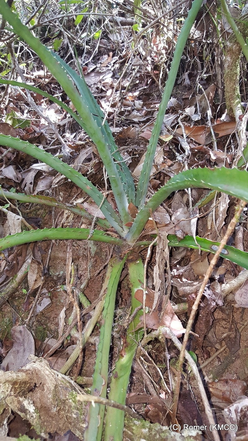 Aloe aurelienii photo 6