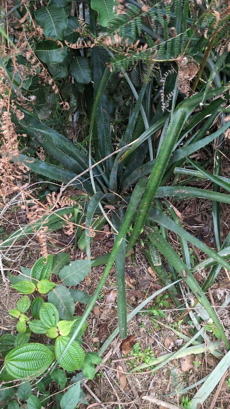 Aloe aurelienii photo 7