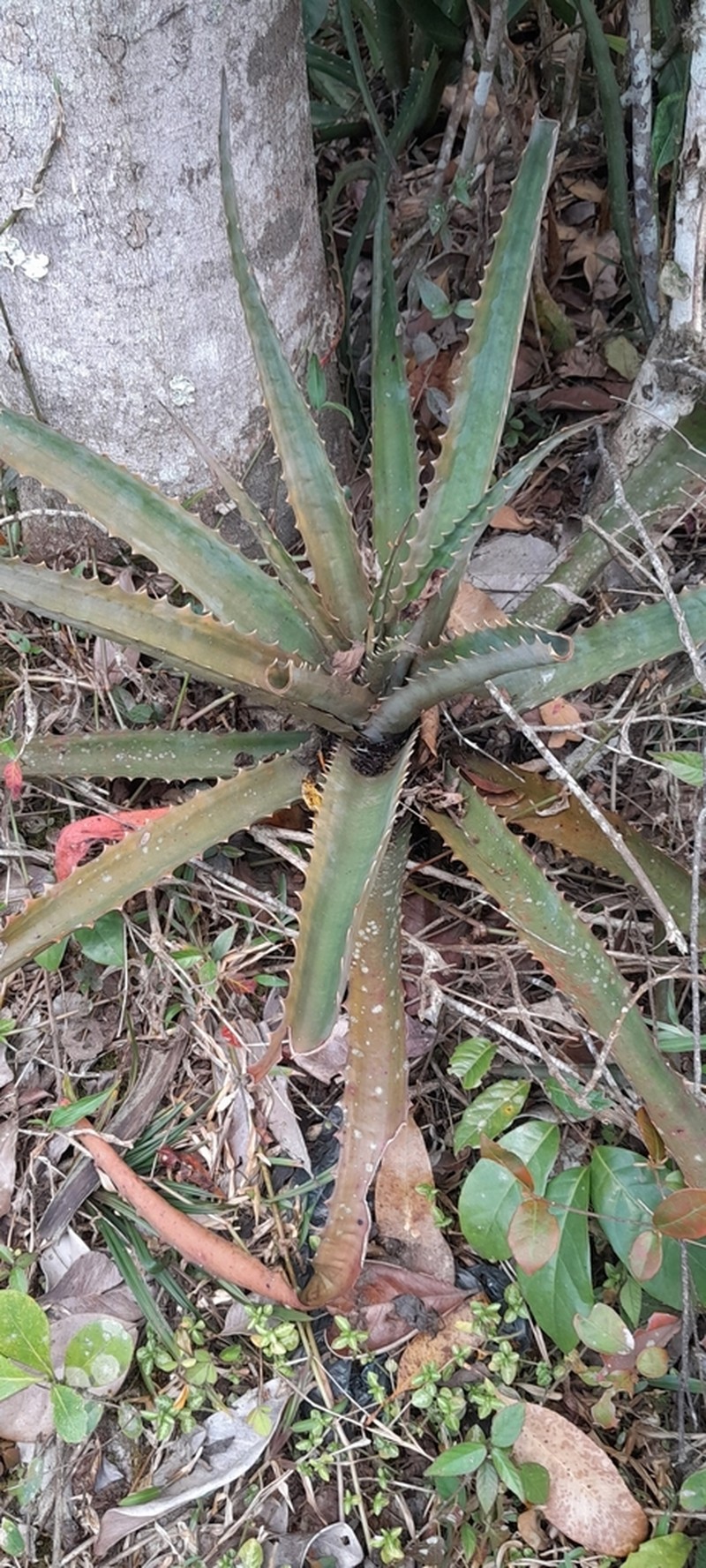 Aloe aurelienii photo 8