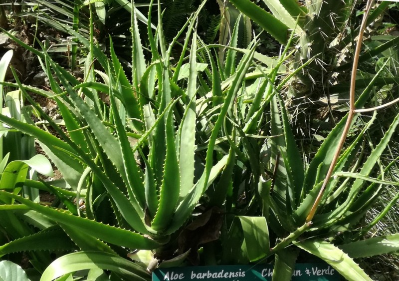 Aloe babatiensis