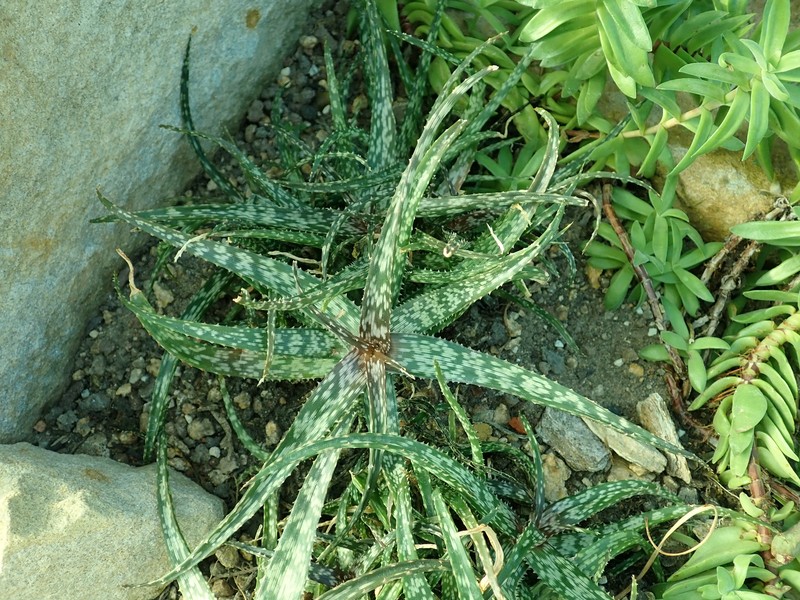 Aloe bakeri