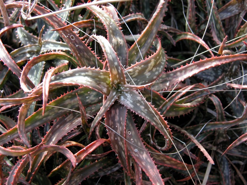Aloe bakeri photo 3
