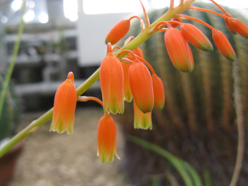 Aloe ballii