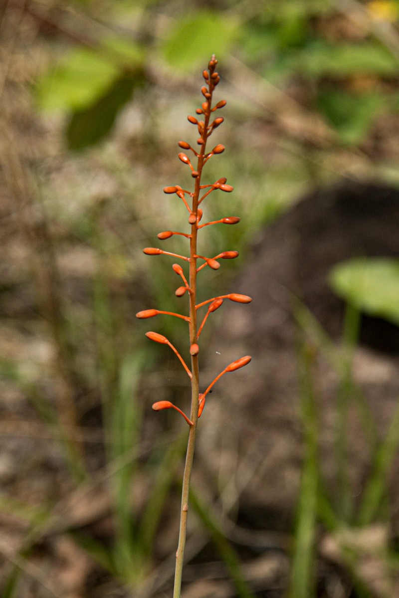 Aloe ballii photo 2