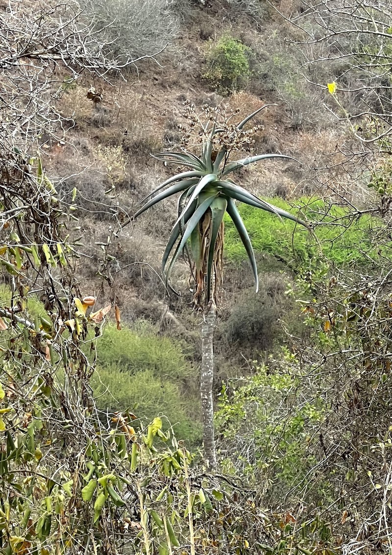 Aloe ballii photo 3