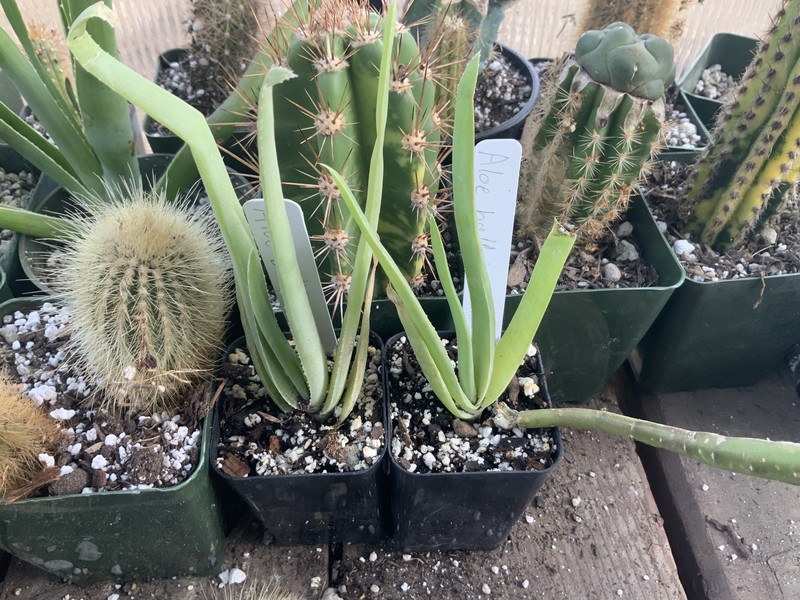 Aloe ballyi photo 2